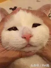 遇到野生豹怎么办,面对野生猎豹