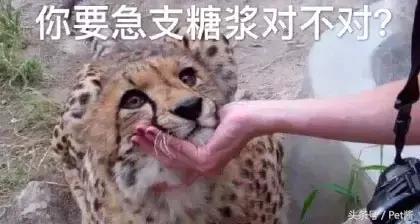 遇到野生豹怎么办,面对野生猎豹