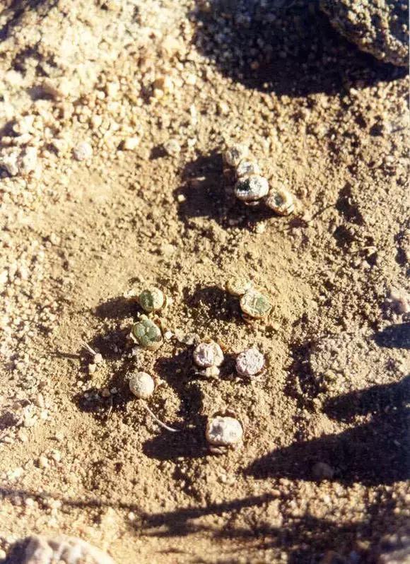 南非秘宝,遗落在世间的宝藏