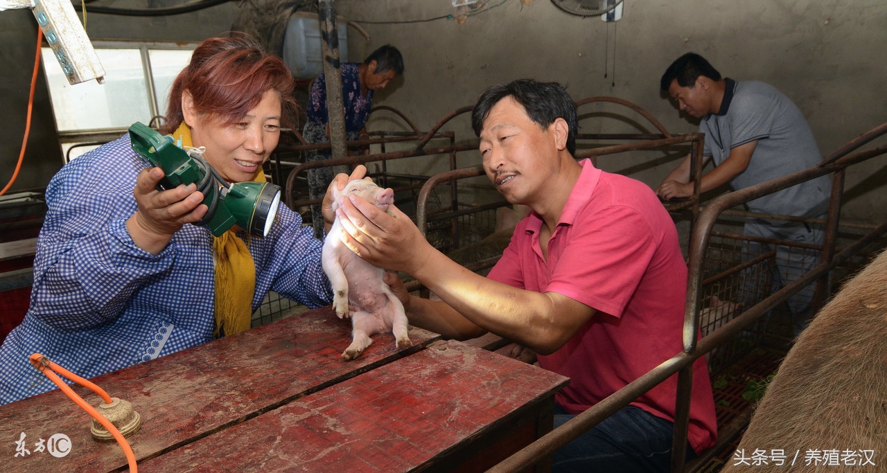 母猪有子宫内膜炎可以输精不,母猪子宫内膜炎可以用妇炎洁吗