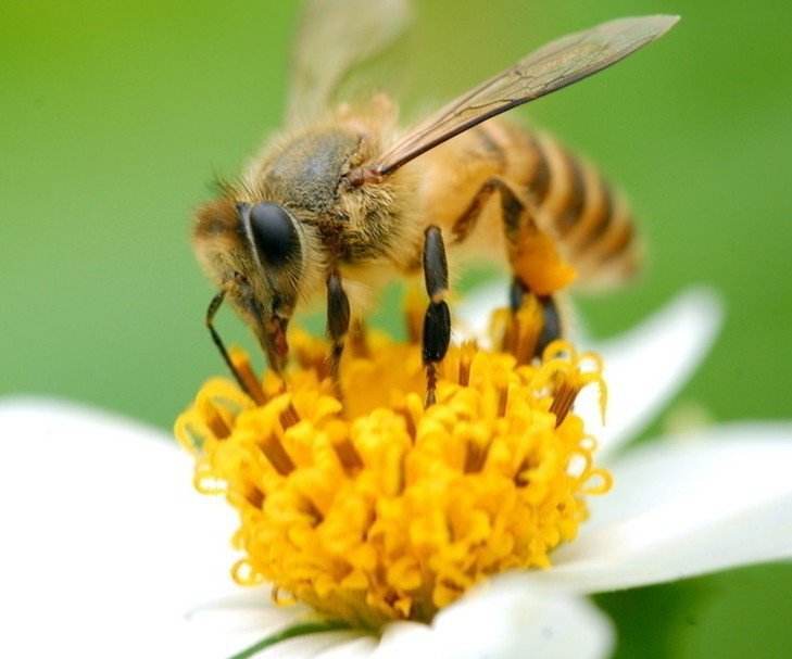麦卢卡mgo和umf分别是什么意思,麦卢卡蜂蜜umf好还是mgo好