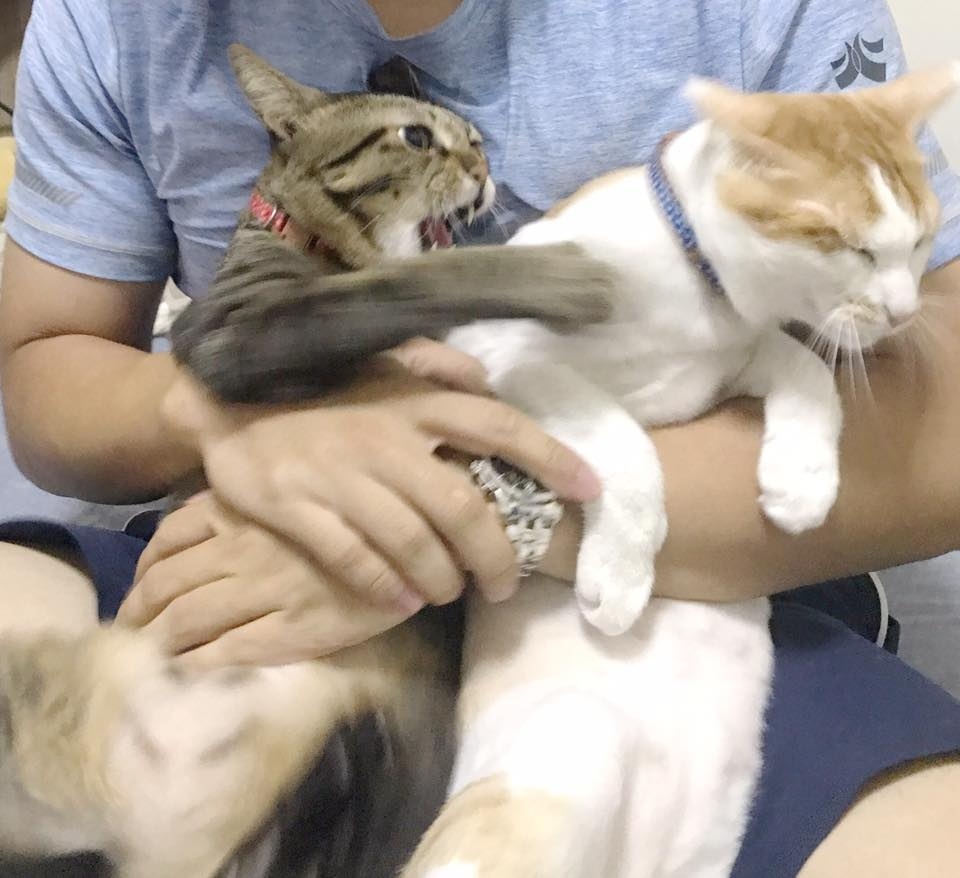 猫笑的样子和正常样子,猫笑起来瘆人