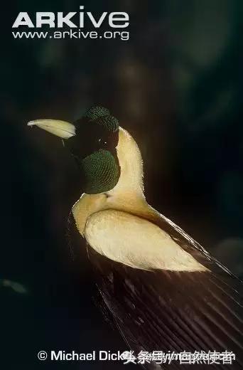 大卫爱登堡2024,美得令人窒息英文