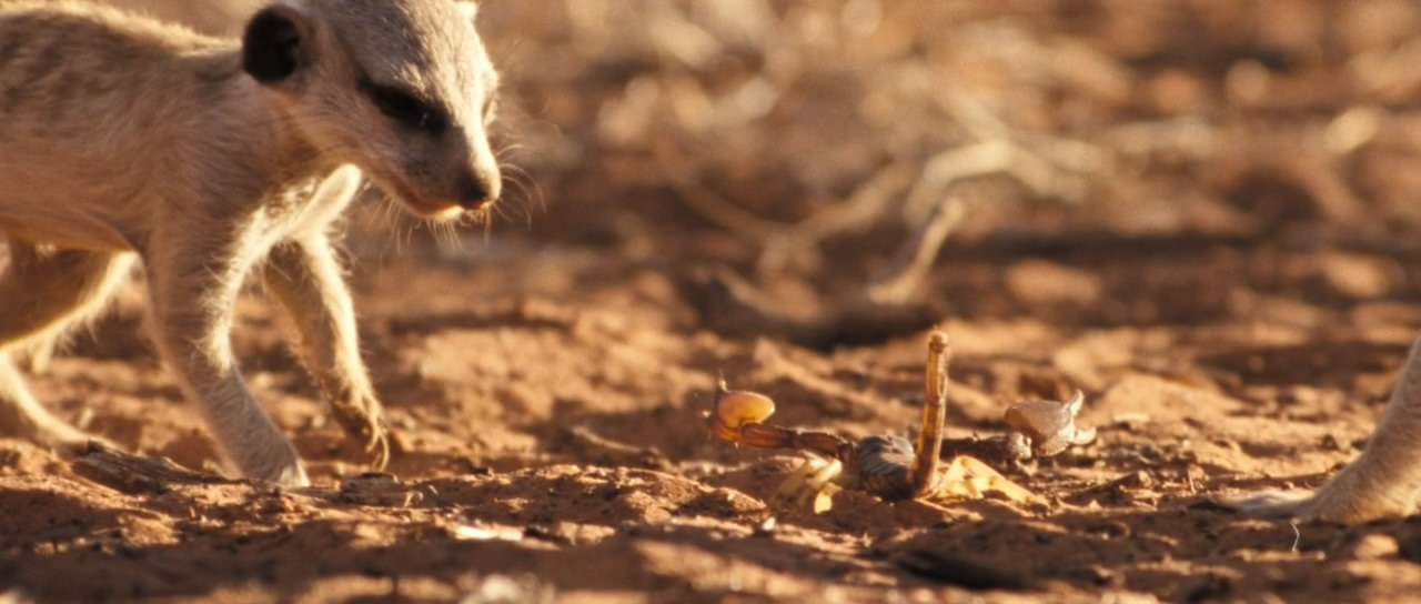 王朝狐獴纪录片,非洲纪录片狐獴