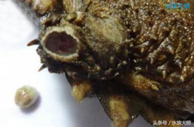 龟的头部出现白色粒状脓化物，要怎么治疗？