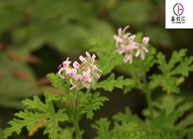 驱蚊草治蚊子最好的方法,驱蚊草的管理