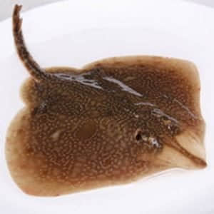 有什么常吃的海鱼无法人工养殖,最值得养的十种海鱼