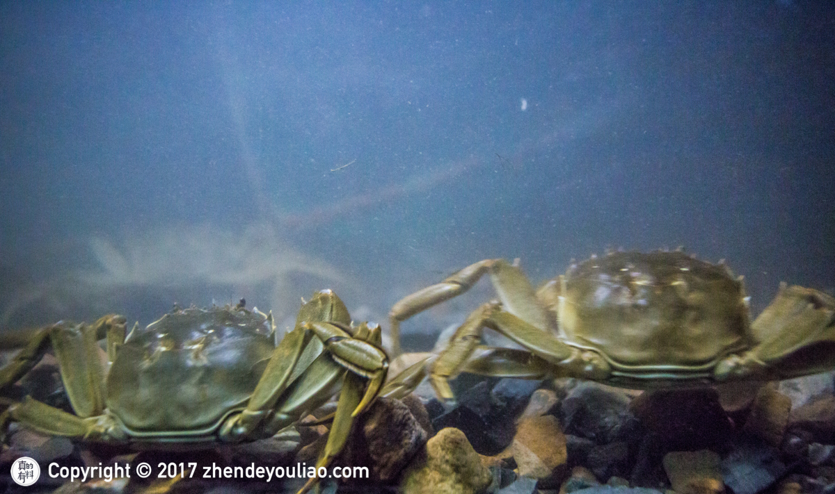 悦湖鲜阳澄湖大闸蟹怎么保存,阳澄湖大闸蟹冰箱保存图片