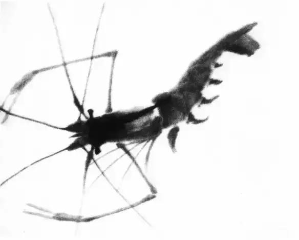 怎么临摹齐白石画的虾教程,齐白石虾的画法教程