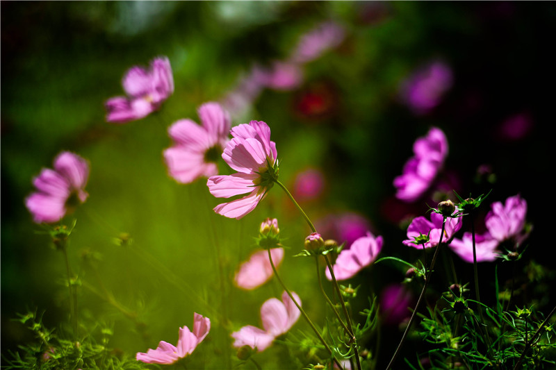 肃北七彩花海,肃北百亩花海在哪里