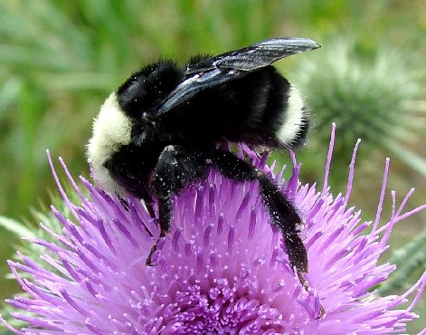 常见的大虫子科普,盘点那些你没见过的虫子