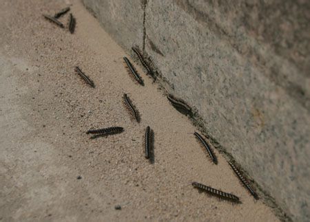 常见的大虫子科普,盘点那些你没见过的虫子