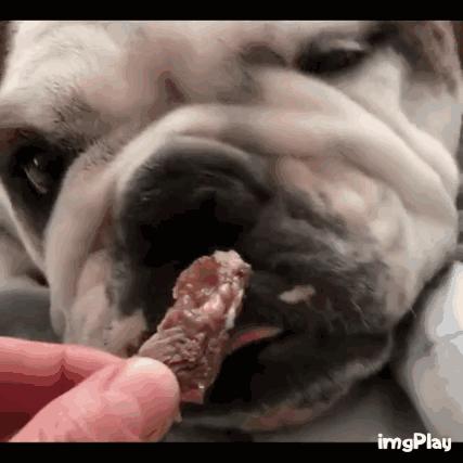 纯种英斗吃什么,英斗吃啥