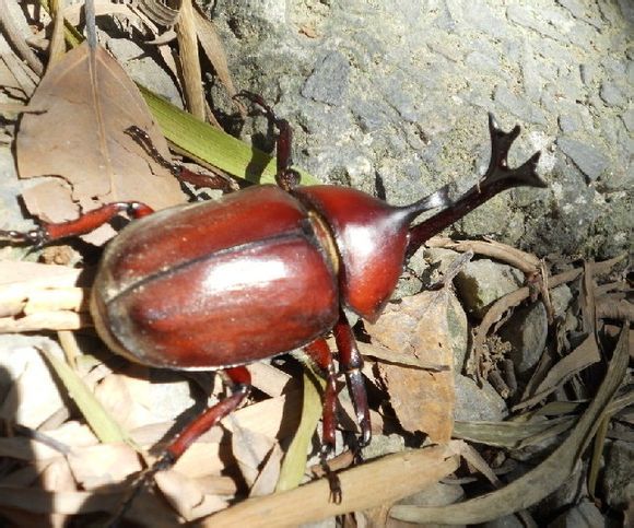 常见的大虫子科普,盘点那些你没见过的虫子