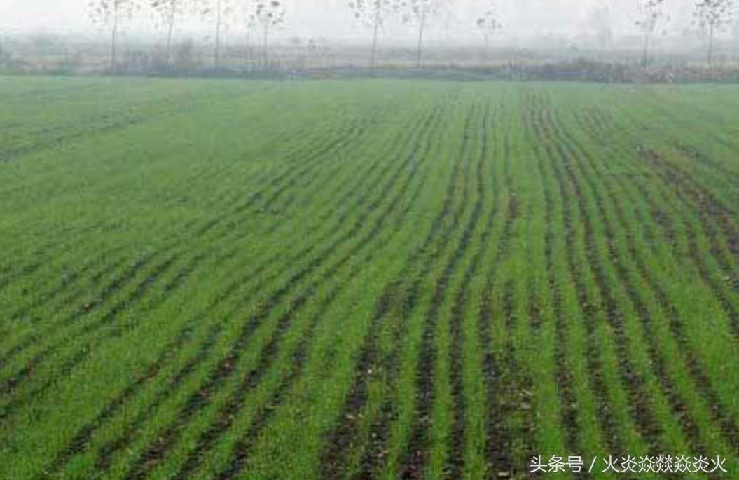 小麦包衣,小麦种包衣