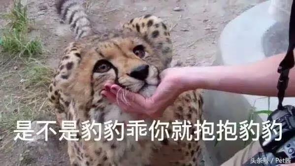 遇到野生豹怎么办,面对野生猎豹