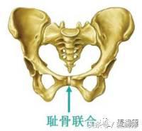 产后腰臀肥大,如何改善产后耻骨联合前凸