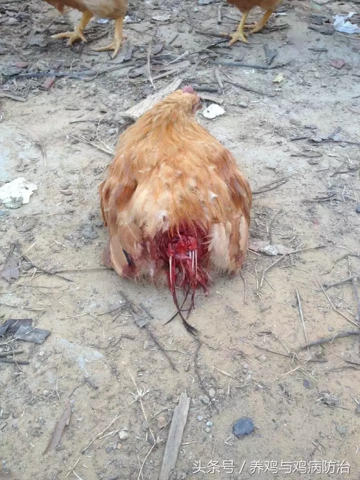 养鸡——鸡啄肛、啄羽的那点事以及治疗方法