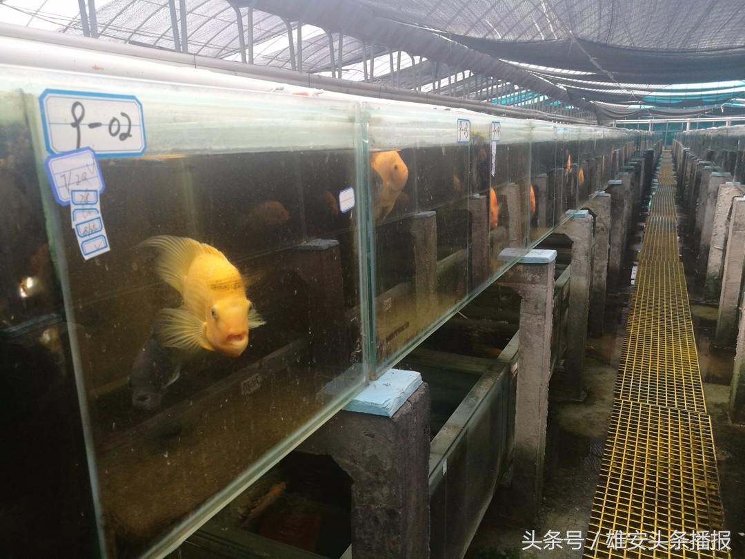 高大上鱼塘,雄安新区高大上