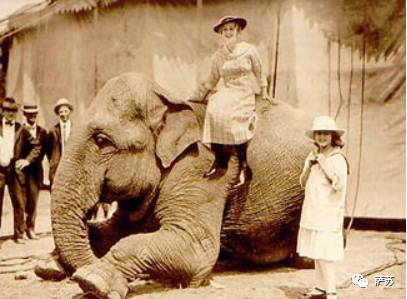 四川地震熊猫爬树躲避,汶川地震时受惊的熊猫