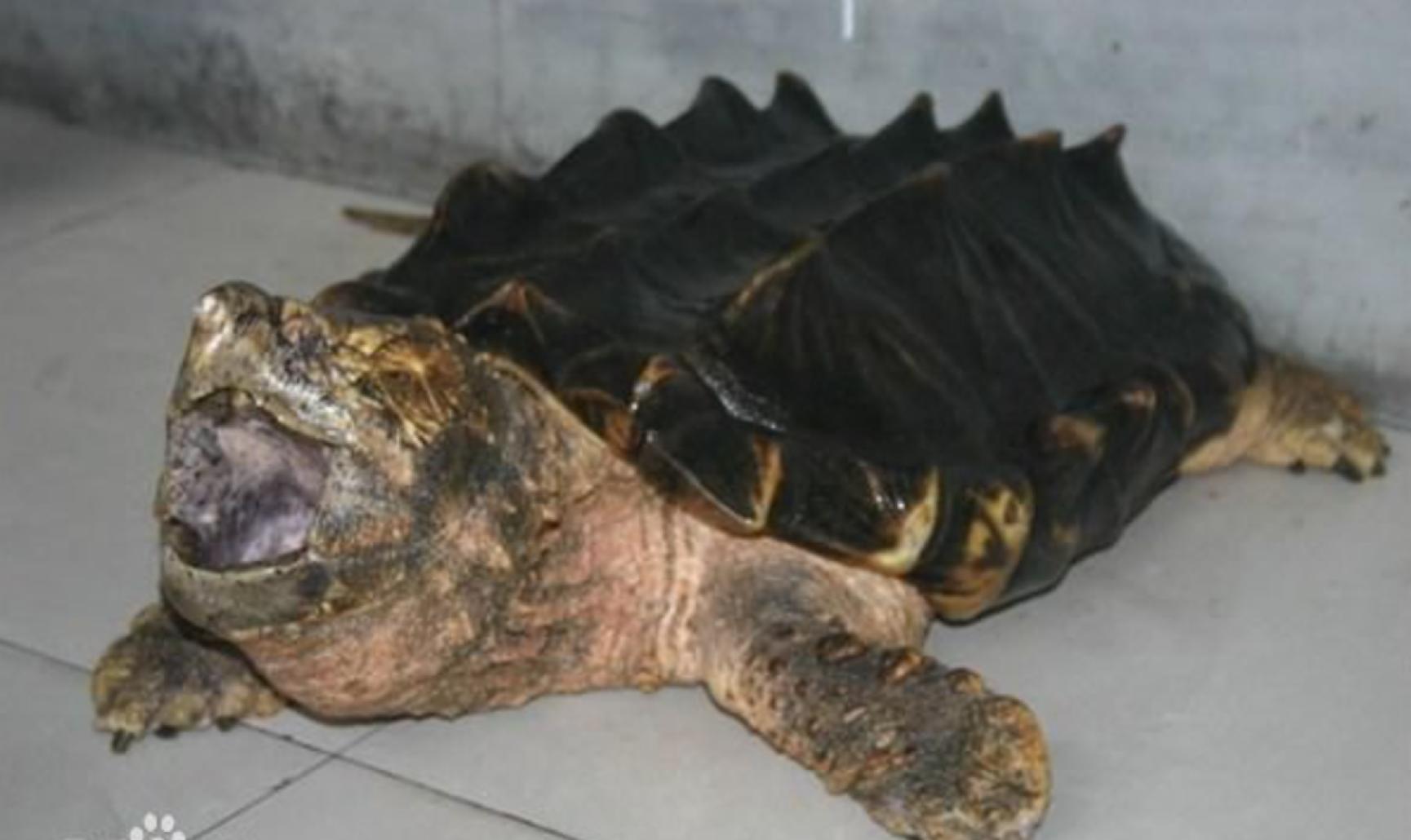 水龟都有哪些,水龟都有什么样的