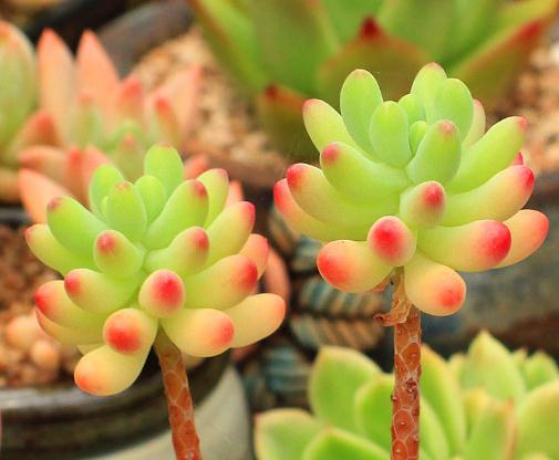 最全多肉图鉴大全,图鉴植物