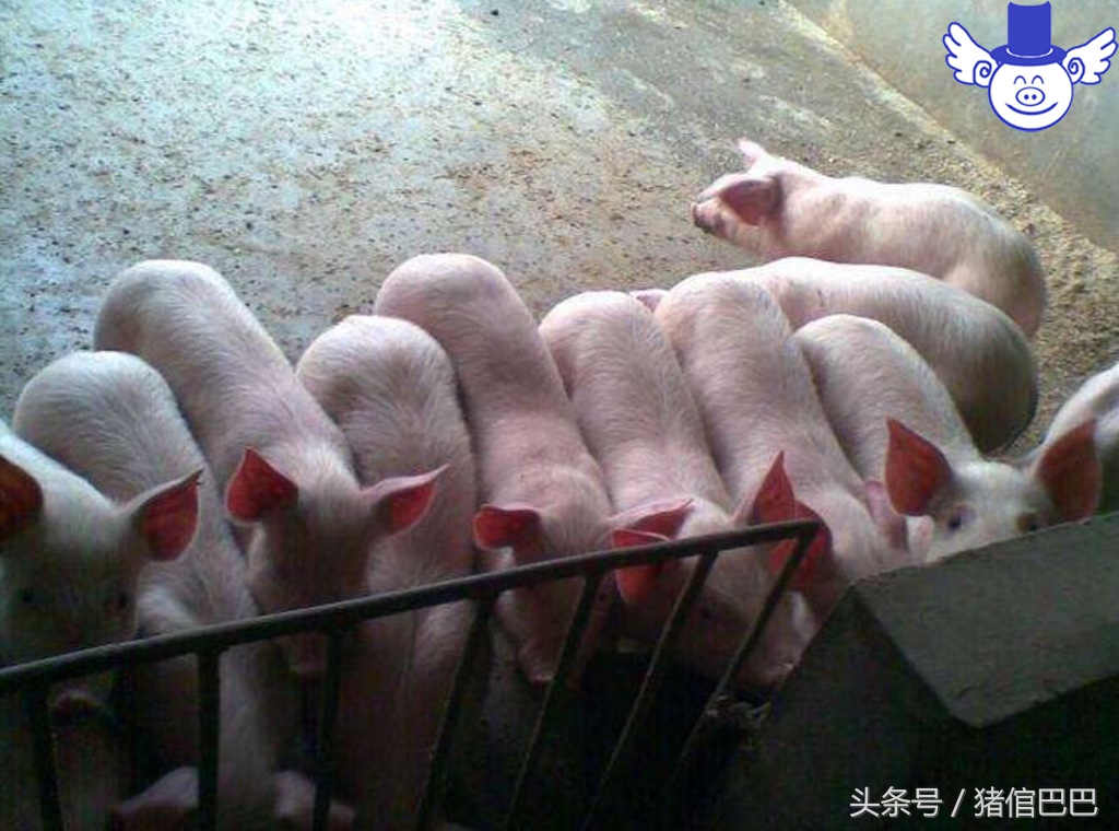 仔猪站不起怎么治,仔猪站不起来什么病用什么药打针