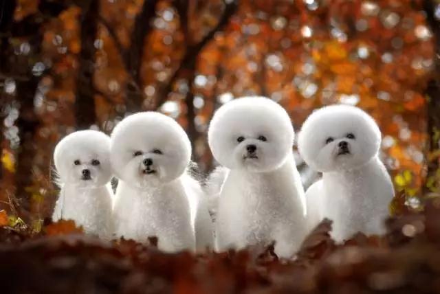 相扑大力神杯真人版,相扑大力神杯攻略