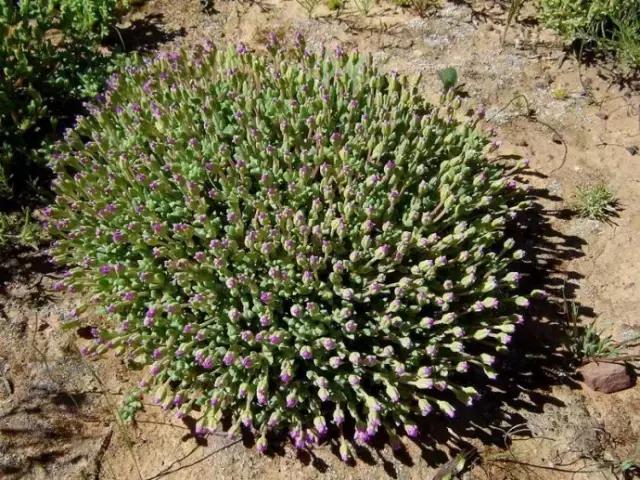 南非秘宝,遗落在世间的宝藏