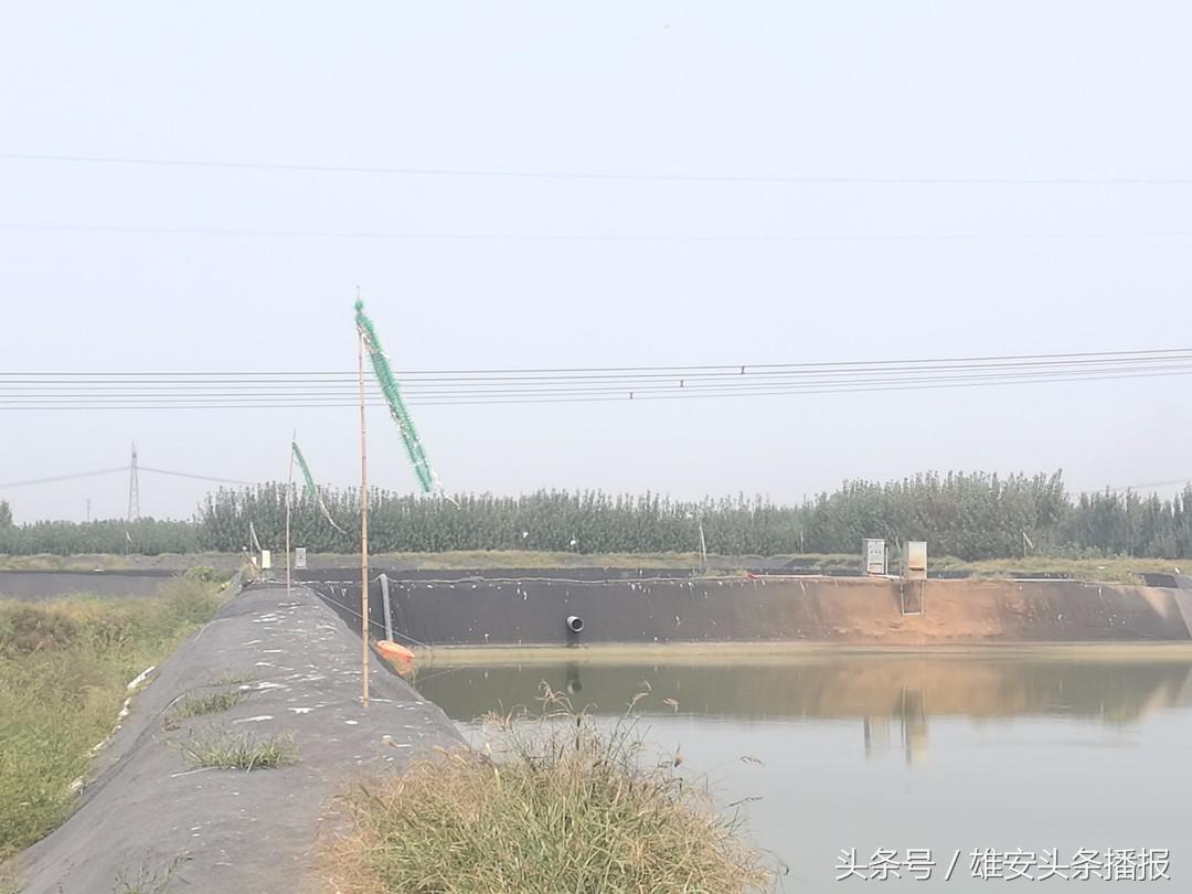 高大上鱼塘,雄安新区高大上