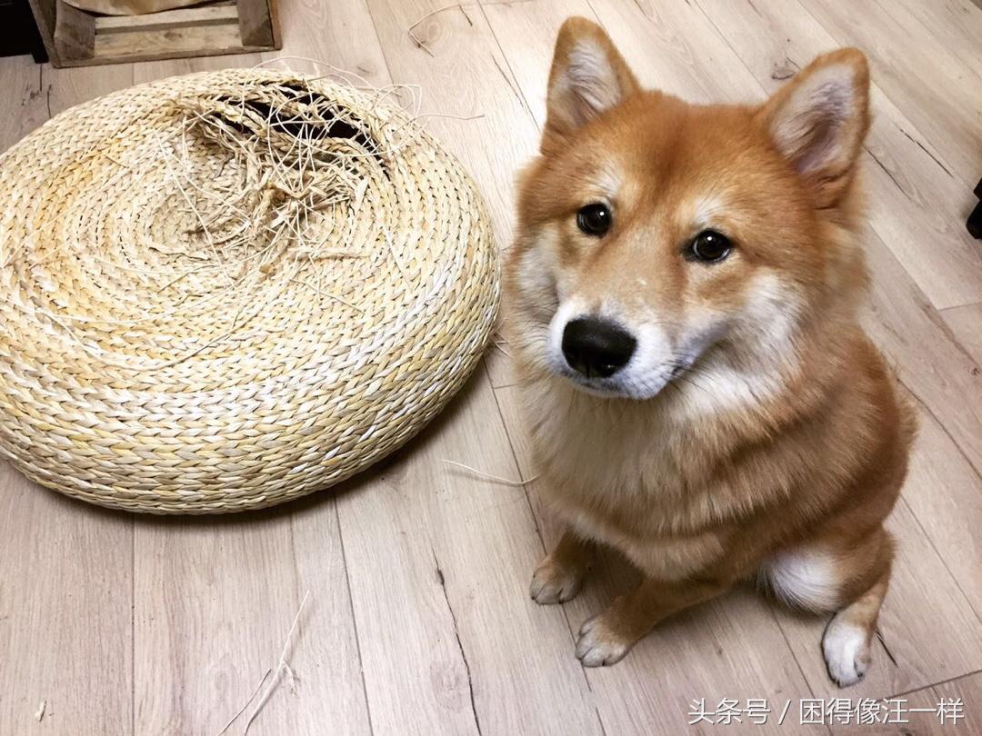 狗狗胡萝卜能每天吃吗,狗能吃胡萝卜酸奶吗