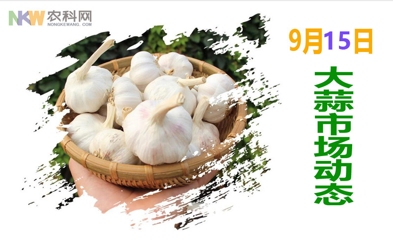今日下午金乡大蒜最新价格行情,大蒜价格今日行情2020聊城冠县