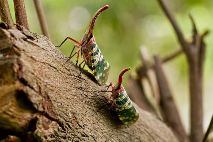 养殖小白虫一亩地能挣多少,目前养殖什么虫子效益高