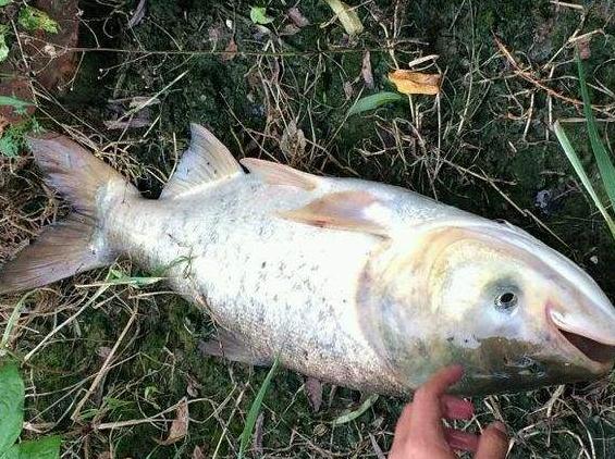 青鱼草鱼鲢鱼鳙鱼被称为四大家鱼,河鱼鲢鱼大头鱼有什么区别
