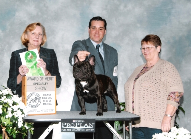 美国西敏寺犬展金毛,美国西敏寺博美犬展