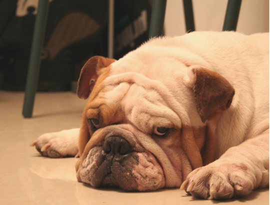 怎样养好法国斗牛犬,养好牛的十大秘密