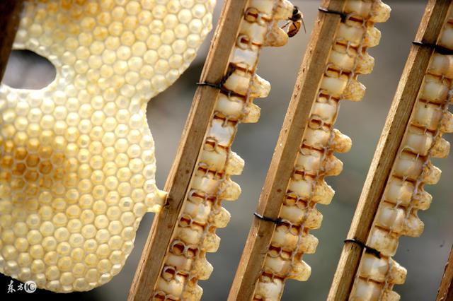 蜜蜂养殖技术试题及答案,养殖蜜蜂的语言