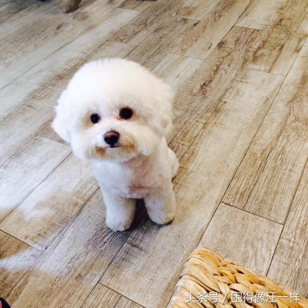 狗狗胡萝卜能每天吃吗,狗能吃胡萝卜酸奶吗