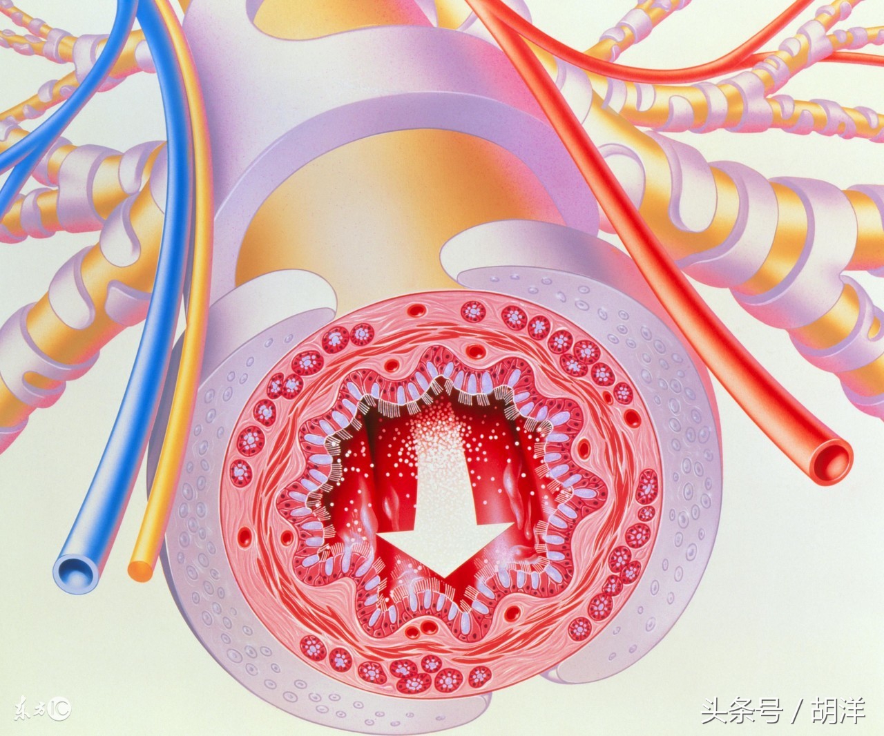 什么是防治哮喘最有效治疗方法,变异性哮喘有痰怎么回事