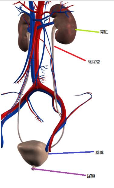 活人被尿憋死含义,活人还能被尿憋死的意思