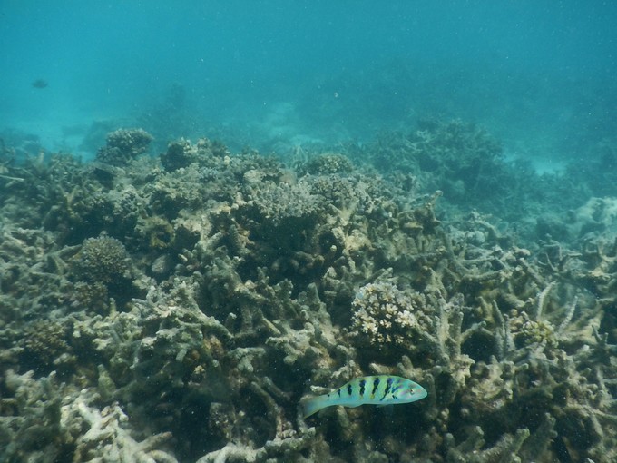 马尔代夫魔富士岛,马尔代夫一价全包浮潜最好的岛