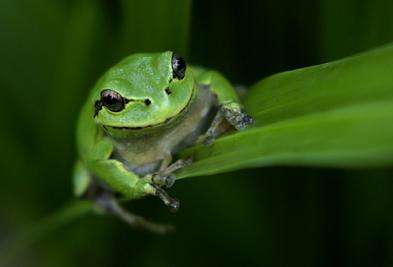 盘点各种各样的形形色色的青蛙,各种各样的青蛙