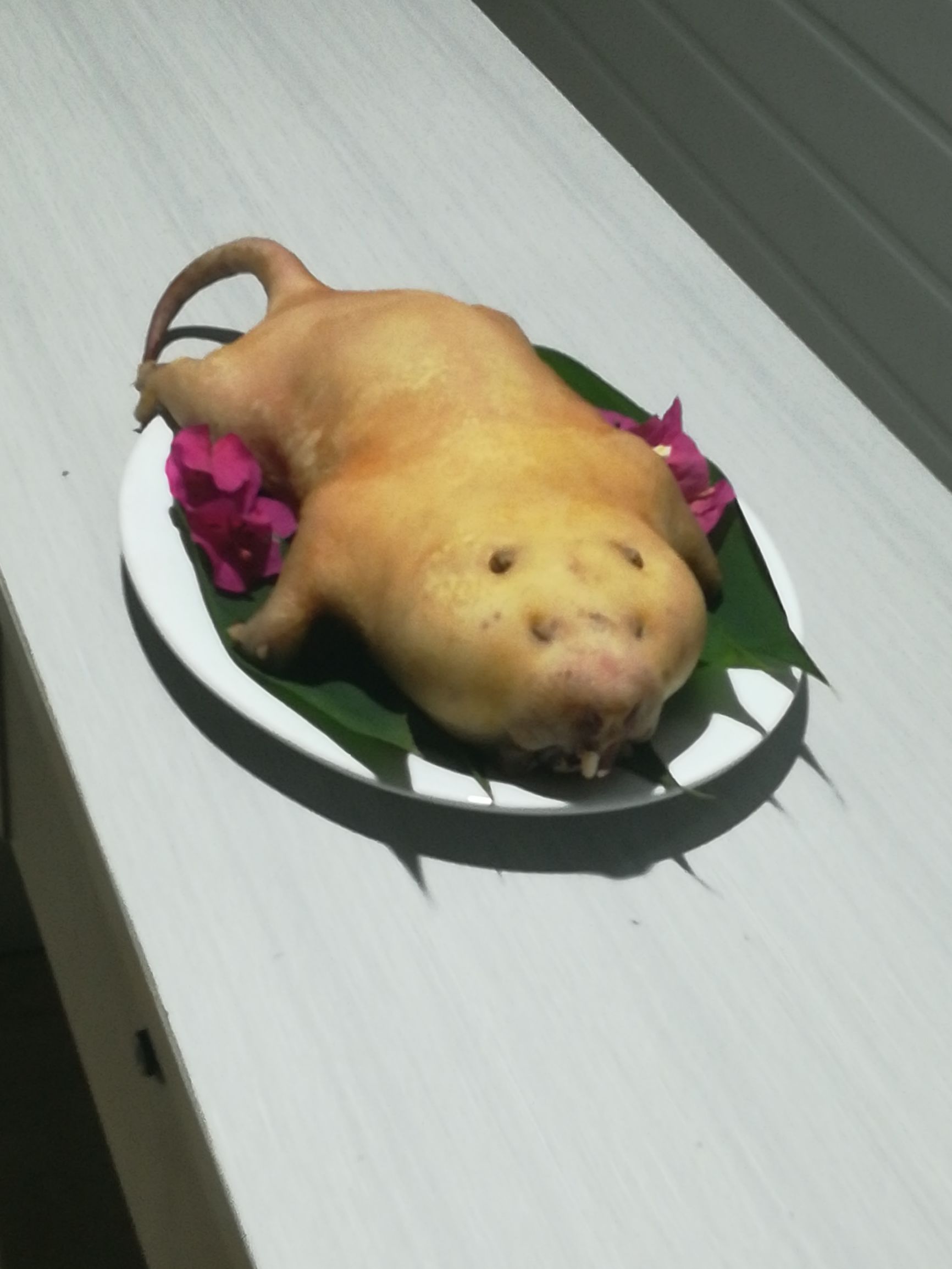 养殖竹鼠常见的精料和粗料,竹鼠养殖技术