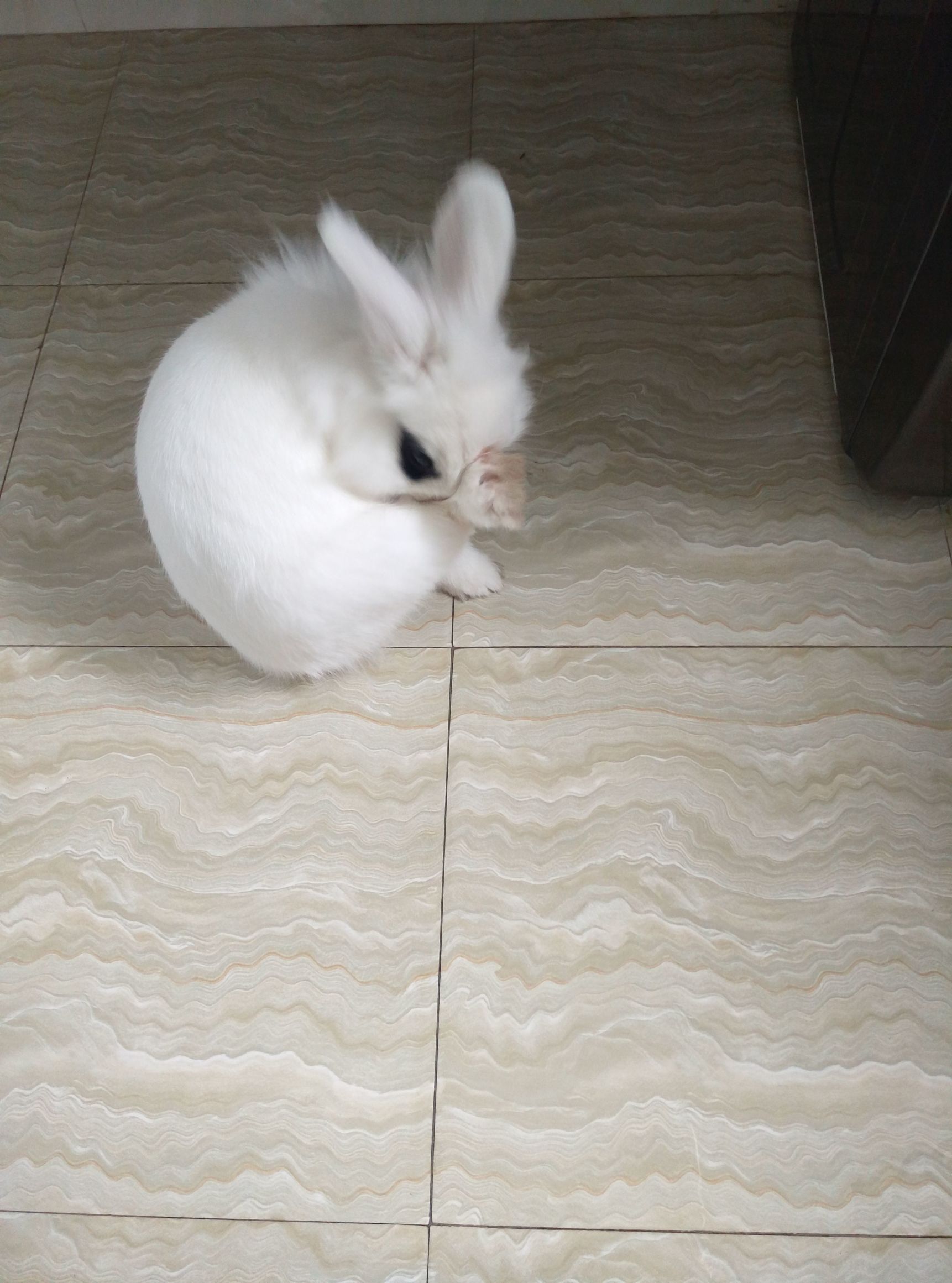 兔兔要相亲早晨却“中风”了于是自己动手掰掰