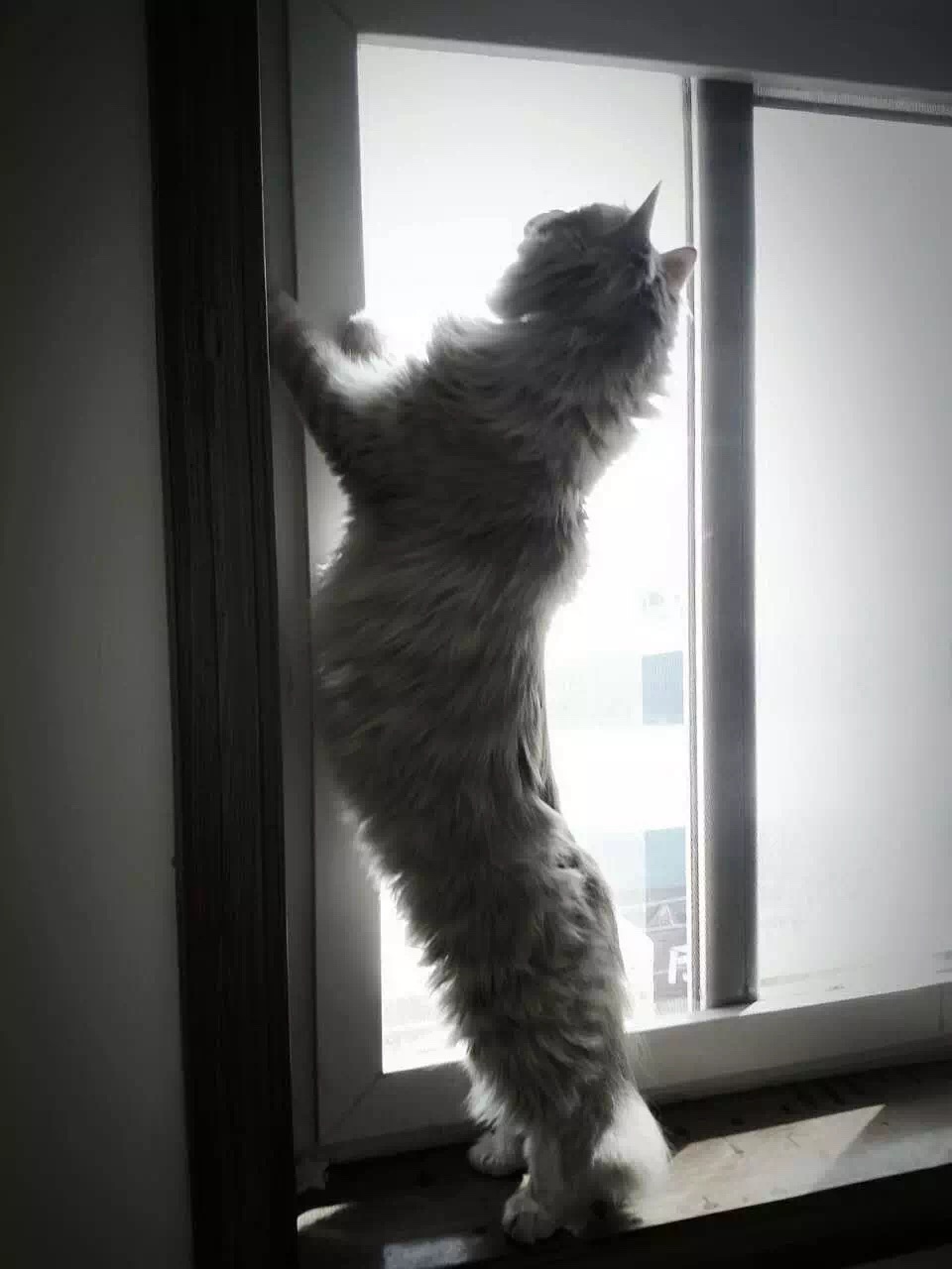 如果你的猫不见了你会担心吗,如果你的猫不见了