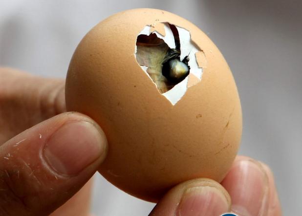 鸟类的视觉效果和人类一样吗,鸟类的视觉有多发达