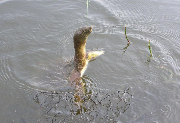野河钓甲鱼口诀,屎打窝钓鱼效果