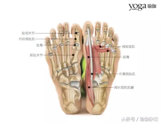 增强脚趾力量,获得深扎大地般的根基感