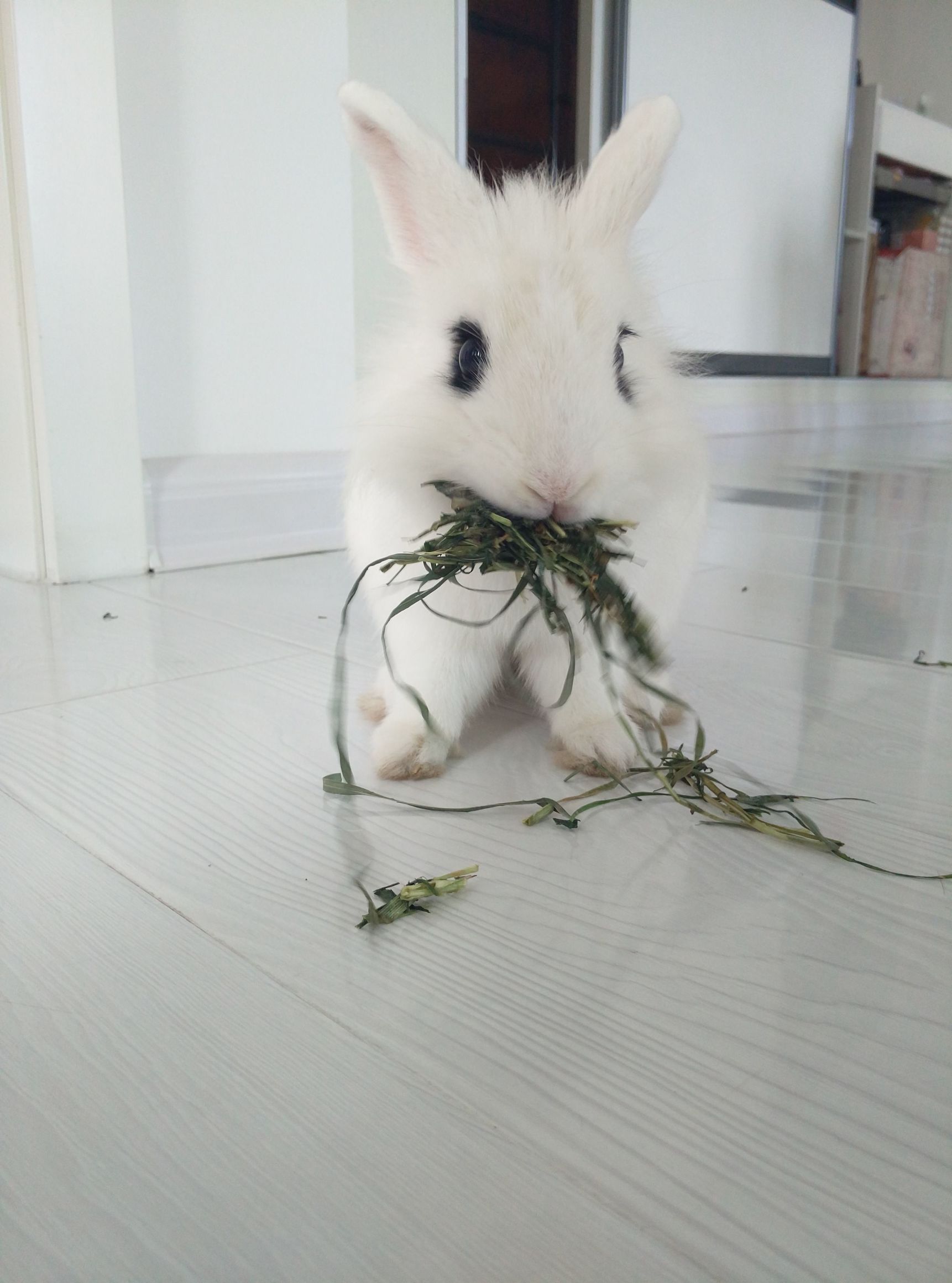 兔兔要相亲早晨却“中风”了于是自己动手掰掰