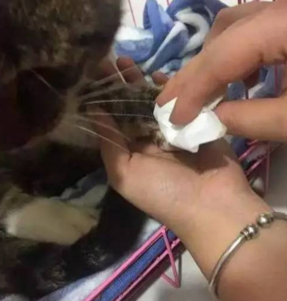 猫咪被夹没人救,猫咪贪吃被老鼠夹夹了怎么办